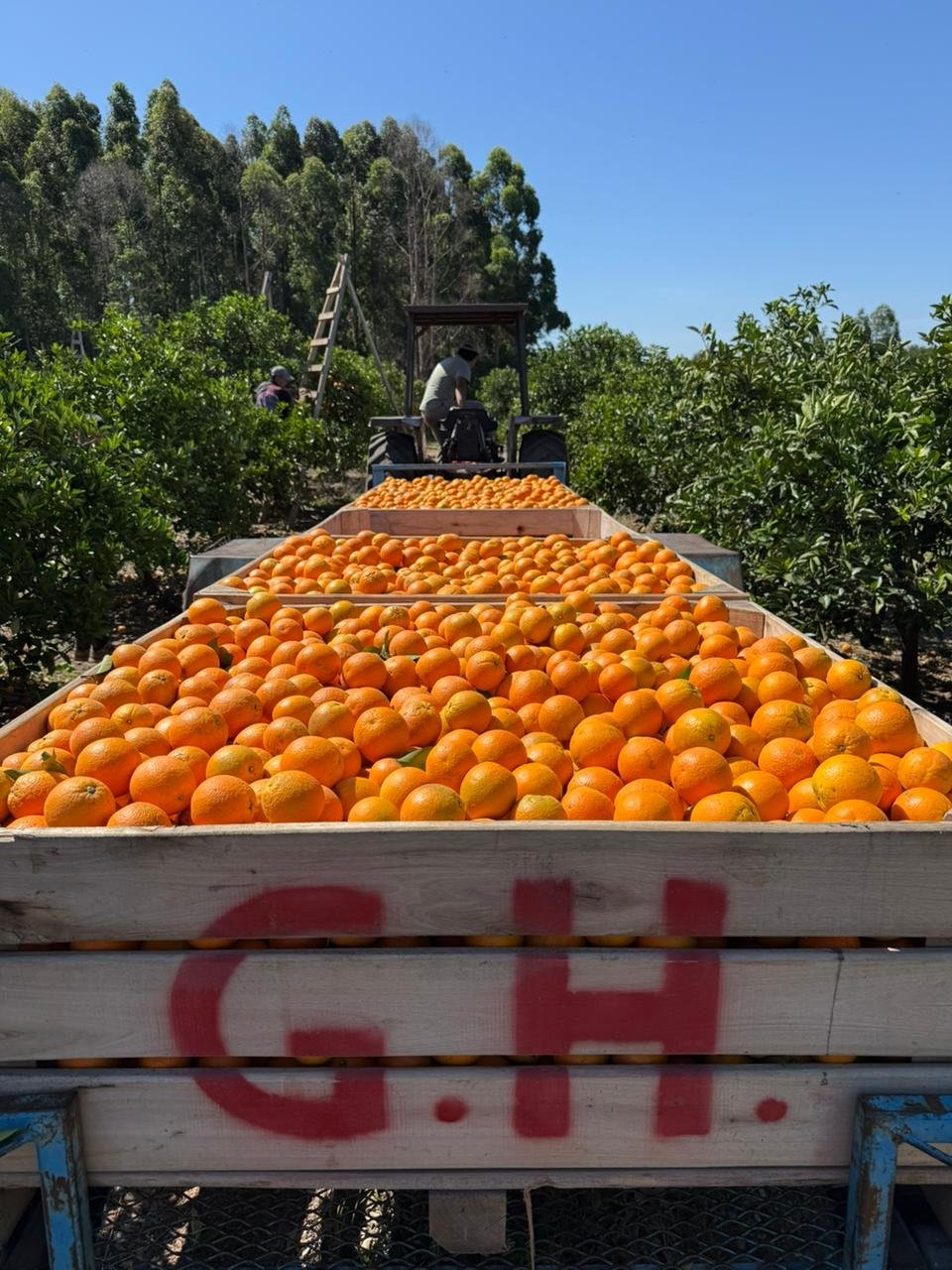 Galería Citrus Grigolatto 01