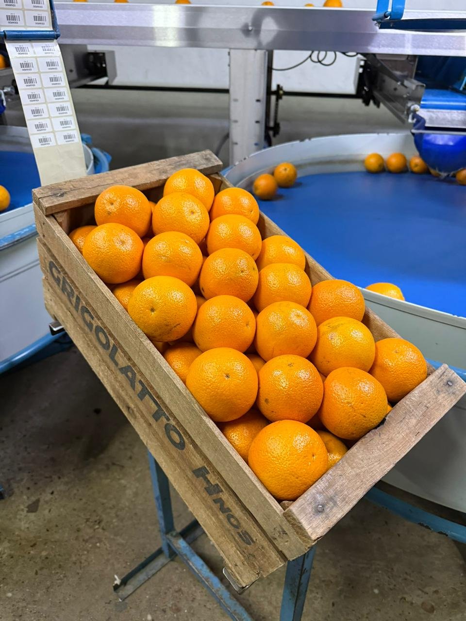 Galería Citrus Grigolatto 02