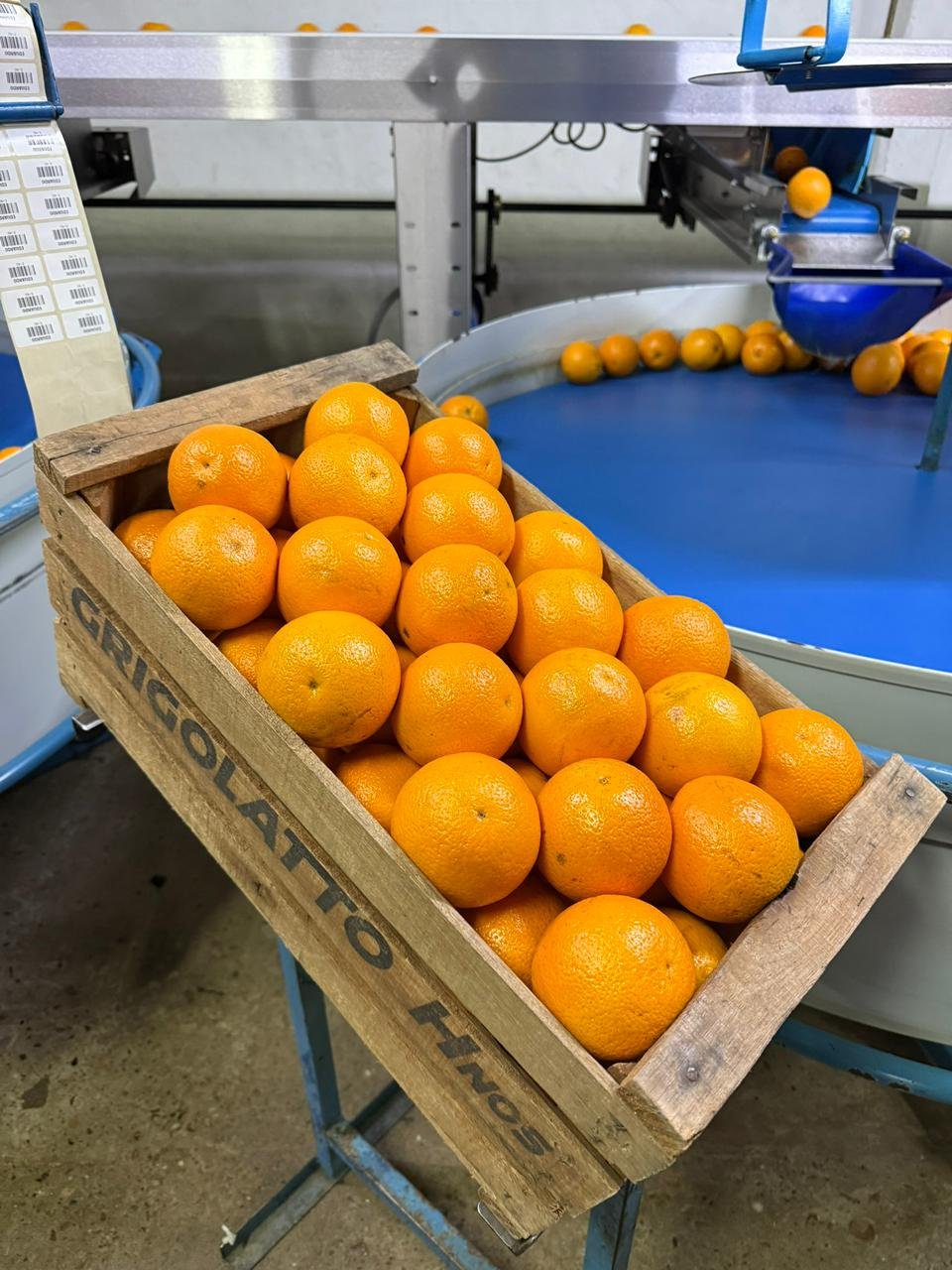 Galería Citrus Grigolatto 03