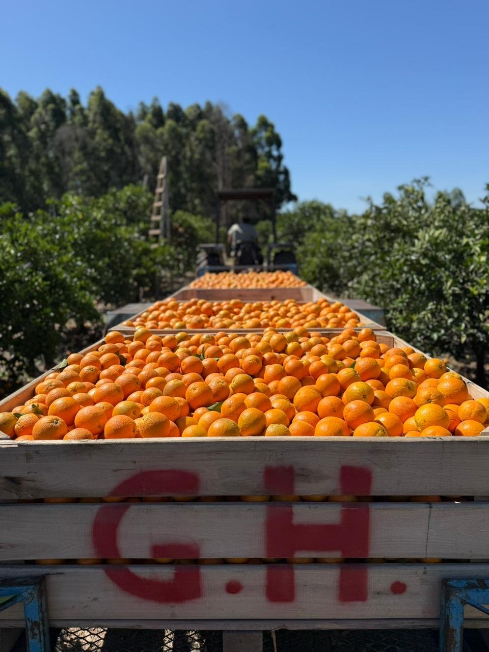 Galería Citrus Grigolatto 06