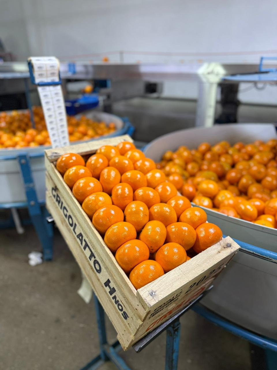 Galería Citrus Grigolatto 08