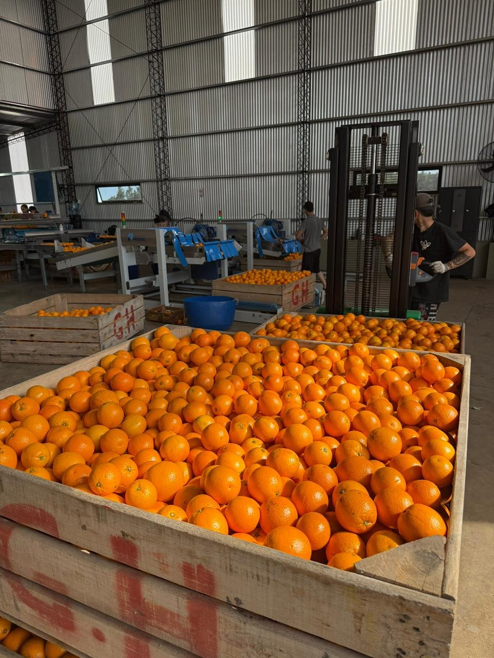 Galería Citrus Grigolatto 10