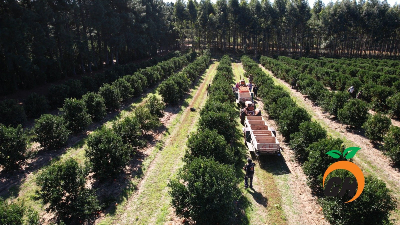 Instalaciones de Citrus Grigolatto Hermanos